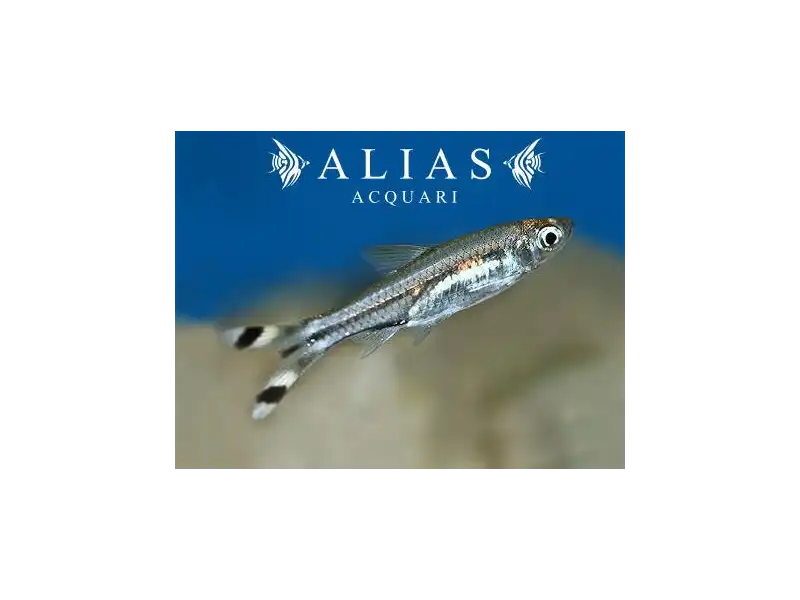 Rasbora Trilineata