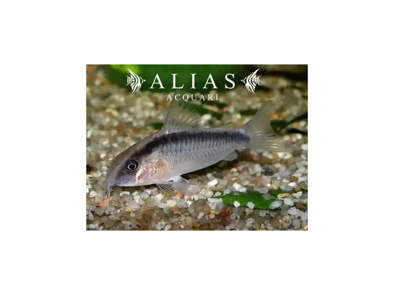 Corydoras arcuatus
