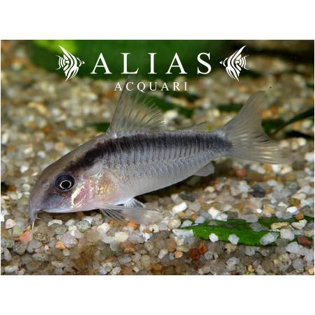 Corydoras arcuatus