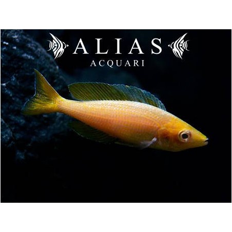 Cyprichromis leptosoma «Gold»
