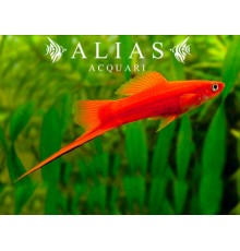 Xiphophorus helleri Ada Red