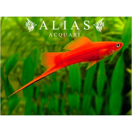 Xiphophorus helleri Ada Red