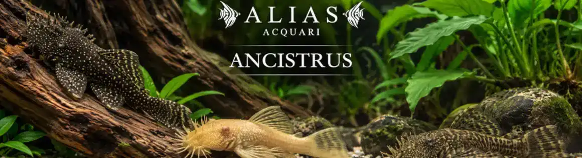 Ancistrus per Acquario: Varietà e Vendita Online | Alias Acquari