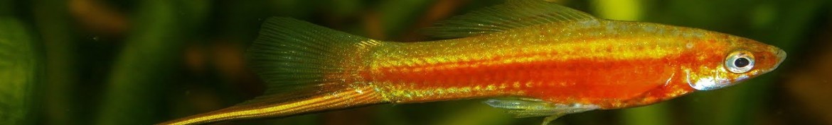 Pesci Portaspada o Xiphophorus Helleri