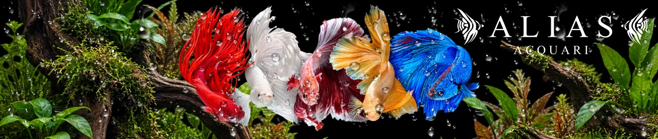 Alias Acquari il miglio sito di vendita pesci per acquario