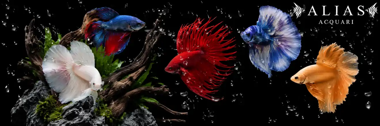 Alias Acquari il miglio sito di vendita pesci per acquario